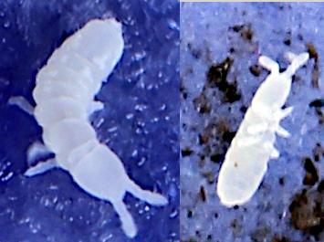 Protaphorura armata